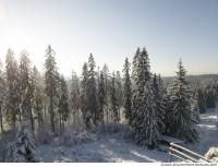 background forest winter 0009